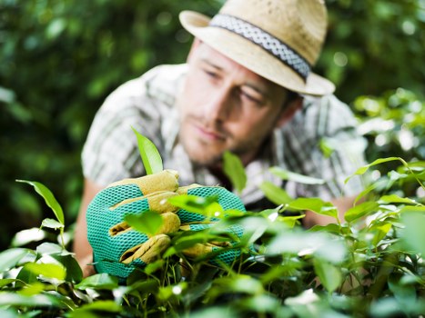 Tools for hedge trimming during seasonal maintenance
